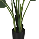 Majesty - INDOOR BIRD OF PARADISE