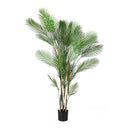 Kentia - Indoor Palm Tree
