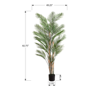 Kentia - Indoor Palm Tree